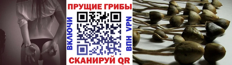 как найти   Фурманов  Псилоцибиновые грибы ЛСД 